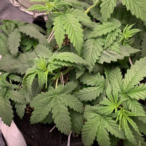 NITRO HAZE/BSF growlog timeline photo
