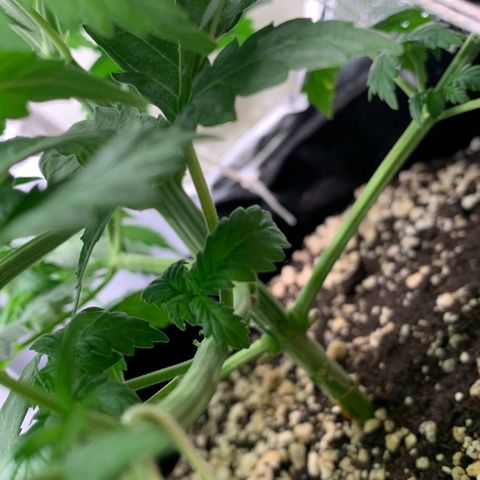 NITRO HAZE/BSF growlog timeline photo