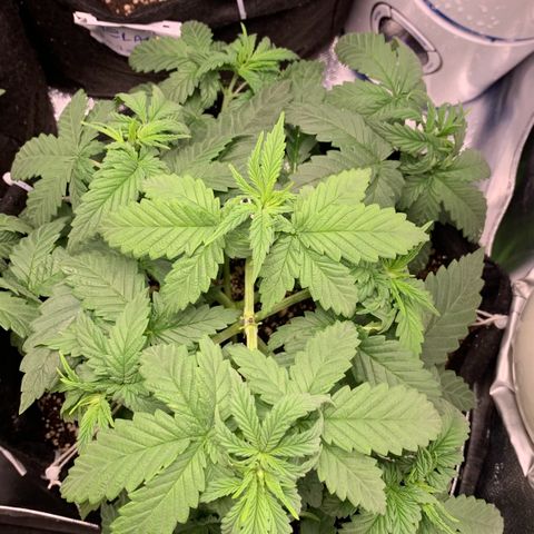 NITRO HAZE/BSF growlog timeline photo