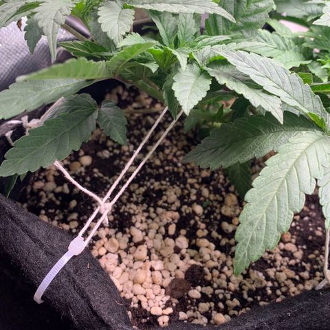 TROPICANA CHERRY/DONA FLORINDA growlog timeline photo