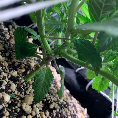 TROPICANA CHERRY/DONA FLORINDA growlog timeline photo