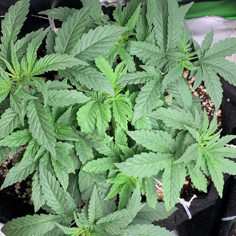 TROPICANA CHERRY/DONA FLORINDA growlog timeline photo