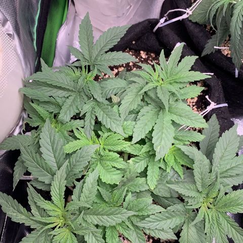 TROPICANA CHERRY/DONA FLORINDA growlog timeline photo