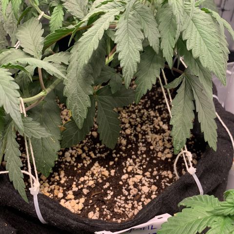 ORIGINAL GELATO/DONA FLORINDA growlog timeline photo