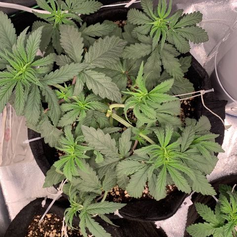 ORIGINAL GELATO/DONA FLORINDA growlog timeline photo