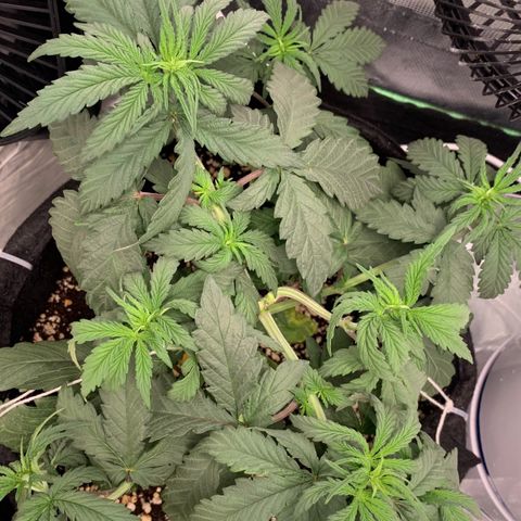 ORIGINAL GELATO/DONA FLORINDA growlog timeline photo