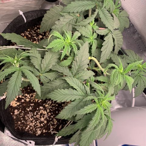 ORIGINAL GELATO/DONA FLORINDA growlog timeline photo