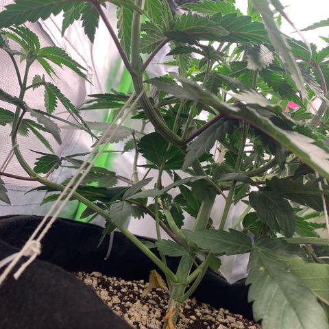 ORIGINAL GELATO/DONA FLORINDA growlog timeline photo