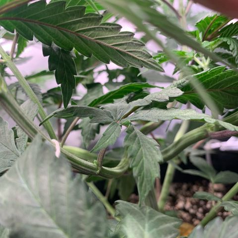 ORIGINAL GELATO/DONA FLORINDA growlog timeline photo