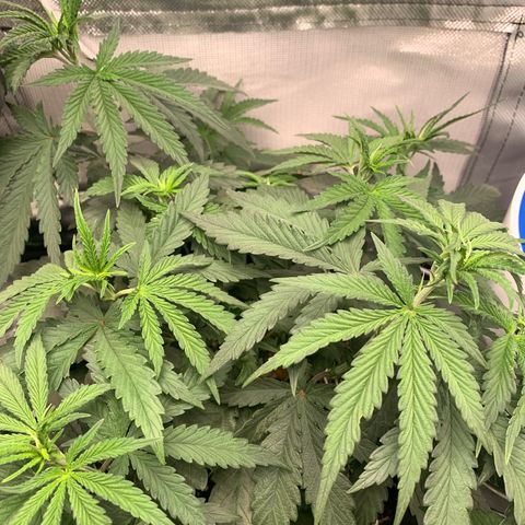 ORIGINAL GELATO/DONA FLORINDA growlog timeline photo