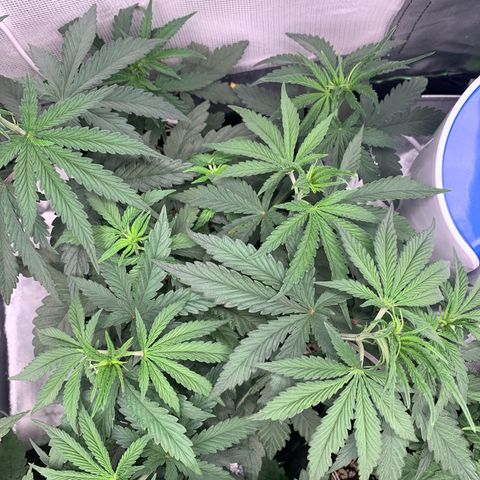 ORIGINAL GELATO/DONA FLORINDA growlog timeline photo