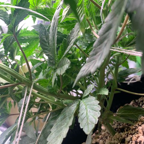 TROPICANA CHERRY/DONA FLORINDA growlog timeline photo