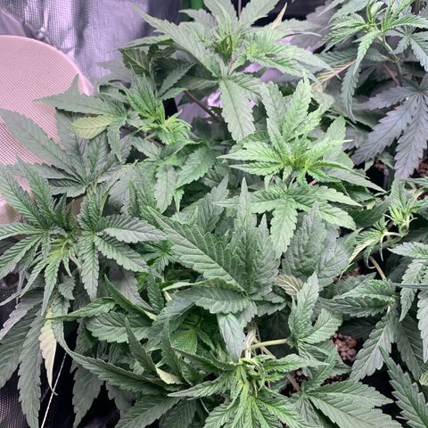 TROPICANA CHERRY/DONA FLORINDA growlog timeline photo