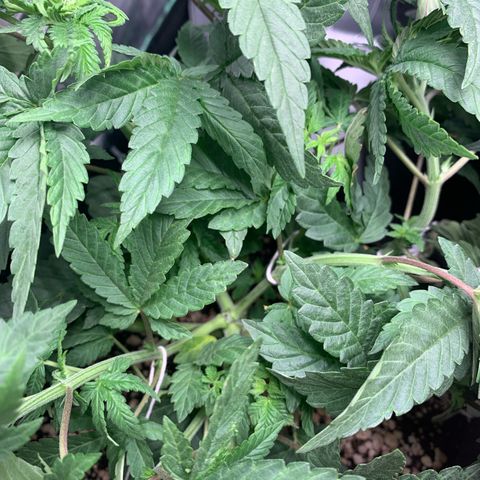 TROPICANA CHERRY/DONA FLORINDA growlog timeline photo