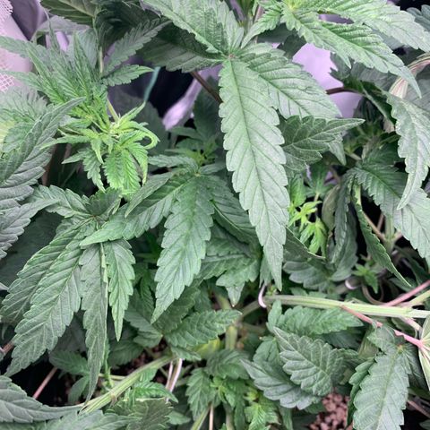 TROPICANA CHERRY/DONA FLORINDA growlog timeline photo