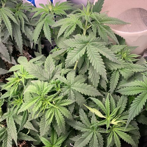 NITRO HAZE/BSF growlog timeline photo