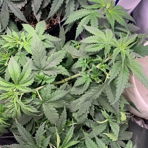 NITRO HAZE/BSF growlog timeline photo