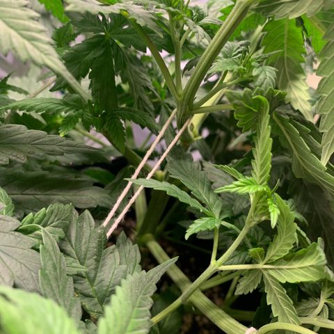 NITRO HAZE/BSF growlog timeline photo