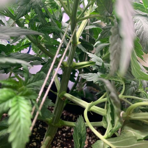 NITRO HAZE/BSF growlog timeline photo