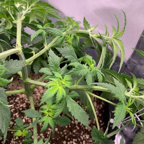 NITRO HAZE/BSF growlog timeline photo