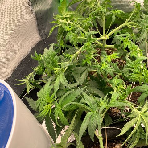 NITRO HAZE/BSF growlog timeline photo
