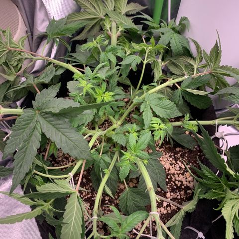 TROPICANA CHERRY/DONA FLORINDA growlog timeline photo