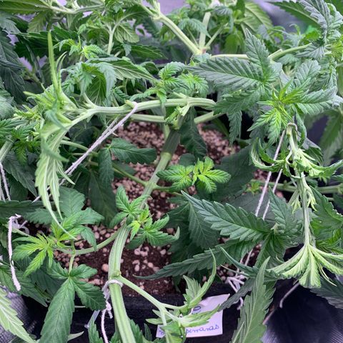 NITRO HAZE/BSF growlog timeline photo