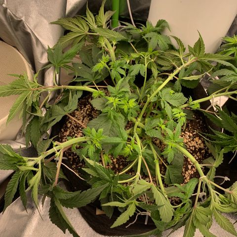 TROPICANA CHERRY/DONA FLORINDA growlog timeline photo