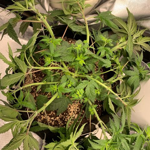 TROPICANA CHERRY/DONA FLORINDA growlog timeline photo