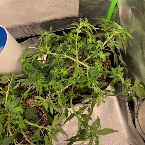 NITRO HAZE/BSF growlog timeline photo