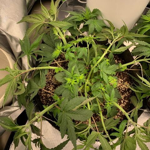 TROPICANA CHERRY/DONA FLORINDA growlog timeline photo