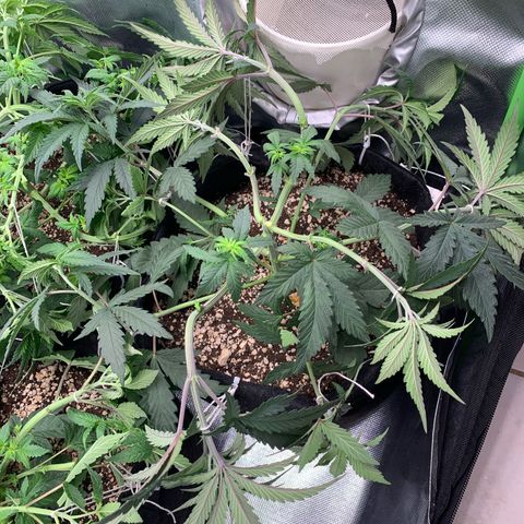 ORIGINAL GELATO/DONA FLORINDA growlog timeline photo