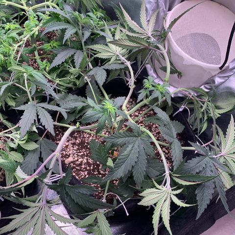 ORIGINAL GELATO/DONA FLORINDA growlog timeline photo
