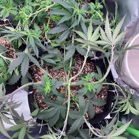 ORIGINAL GELATO/DONA FLORINDA growlog timeline photo