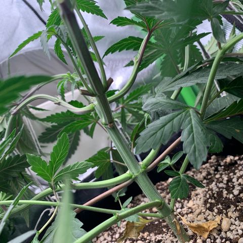 ORIGINAL GELATO/DONA FLORINDA growlog timeline photo