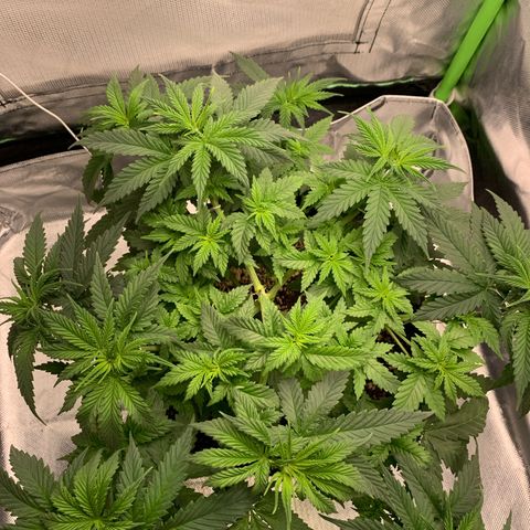 NITRO HAZE/BSF growlog timeline photo