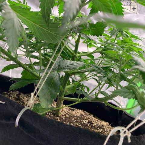 NITRO HAZE/BSF growlog timeline photo