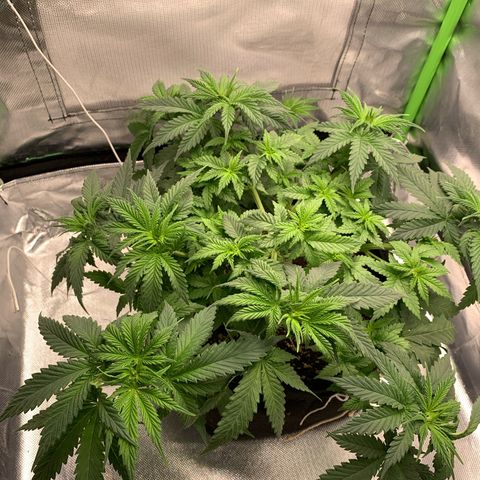 NITRO HAZE/BSF growlog timeline photo