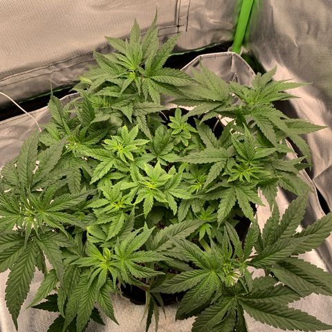 TROPICANA CHERRY/DONA FLORINDA growlog timeline photo