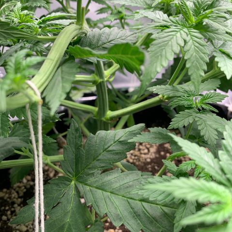 NITRO HAZE/BSF growlog timeline photo