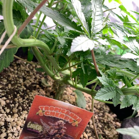 TROPICANA CHERRY/DONA FLORINDA growlog timeline photo