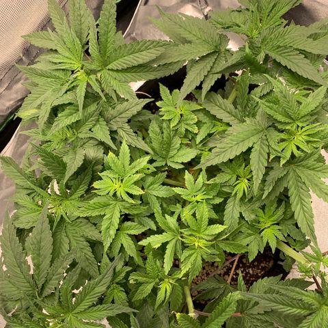 TROPICANA CHERRY/DONA FLORINDA growlog timeline photo