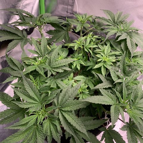 TROPICANA CHERRY/DONA FLORINDA growlog timeline photo