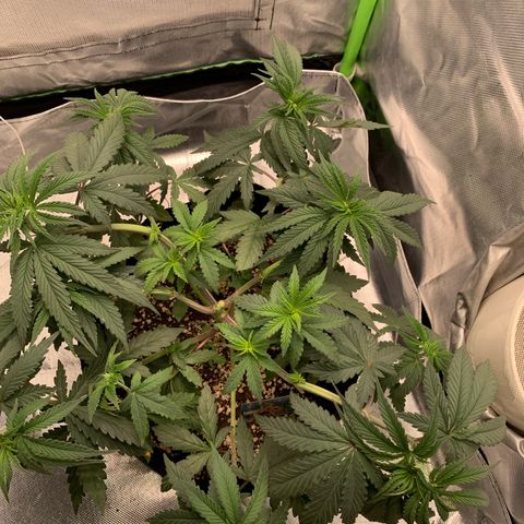 ORIGINAL GELATO/DONA FLORINDA growlog timeline photo