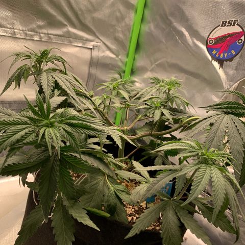 ORIGINAL GELATO/DONA FLORINDA growlog timeline photo