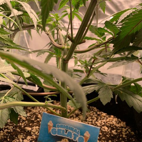 ORIGINAL GELATO/DONA FLORINDA growlog timeline photo