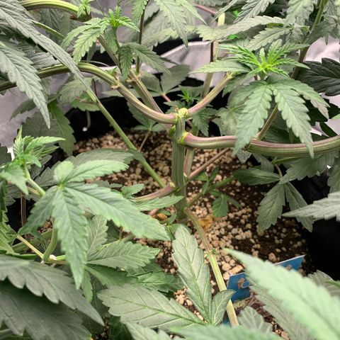 ORIGINAL GELATO/DONA FLORINDA growlog timeline photo