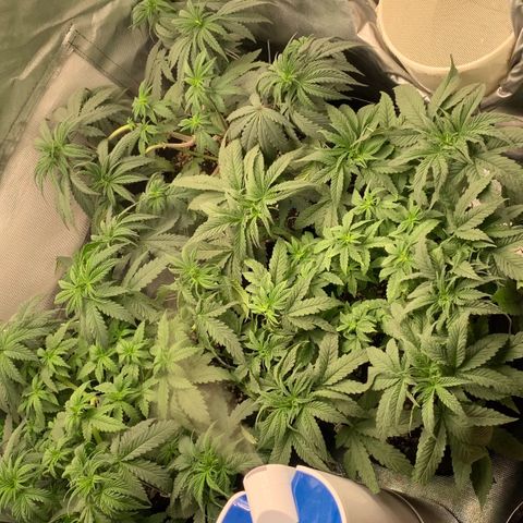 NITRO HAZE/BSF growlog timeline photo