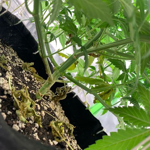 NITRO HAZE/BSF growlog timeline photo