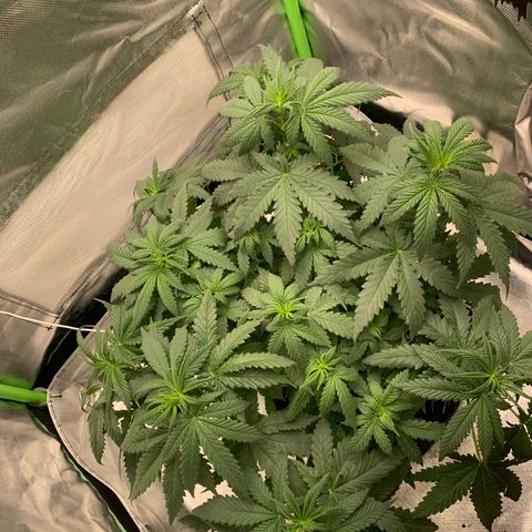 NITRO HAZE/BSF growlog timeline photo